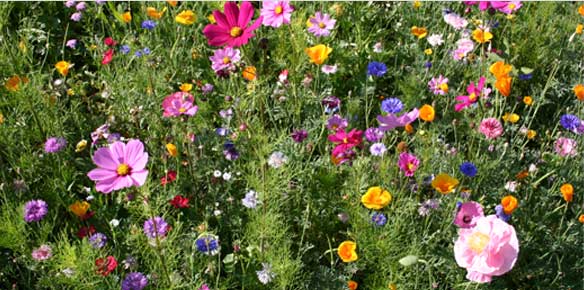 Flower Seed Mixes and Blends